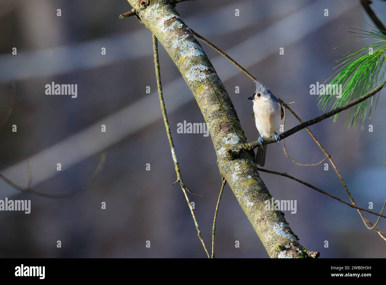 Oiseau Titmouse touffeté perché sur un arbre Banque D'Images