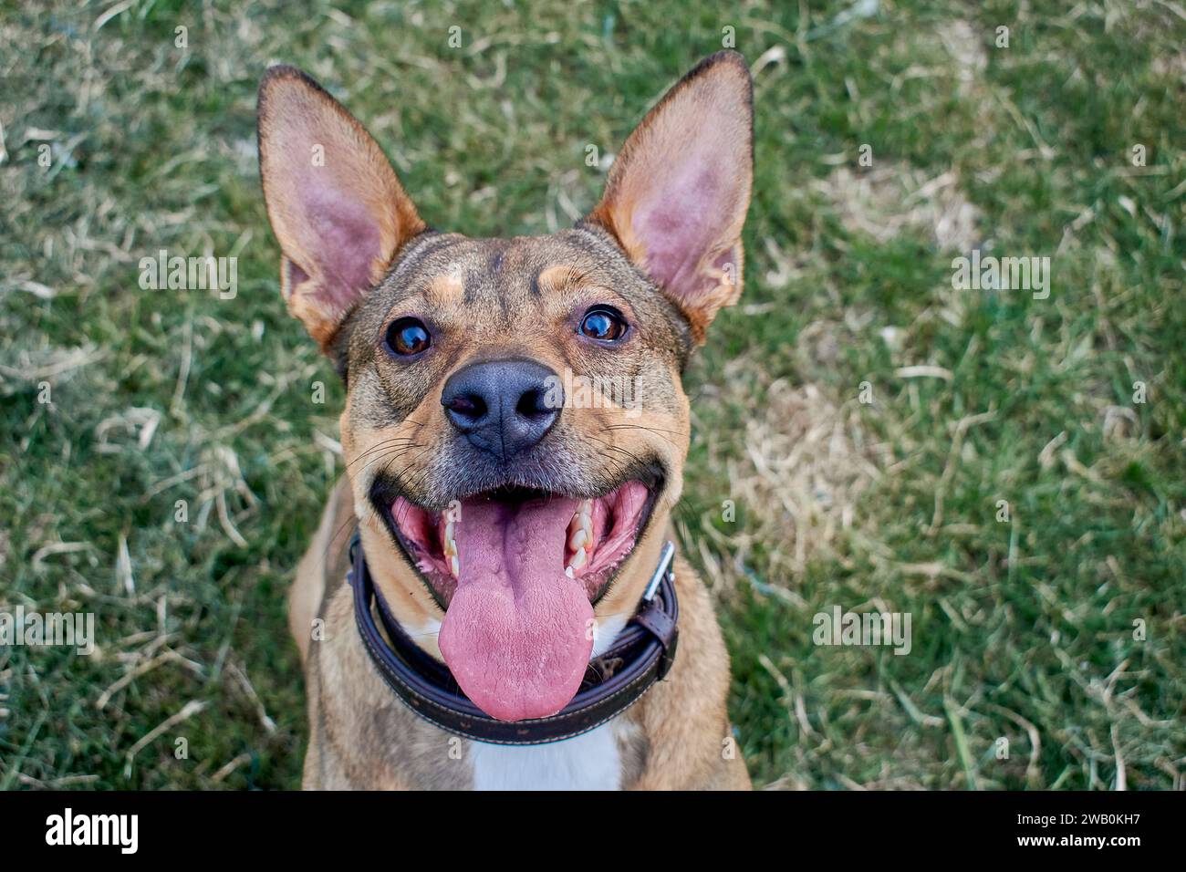 Vue frontale d'un chien brun avec de grandes oreilles. L'animal est heureux et a la langue dehors. Il porte un col brun comme concept de bonheur. Banque D'Images