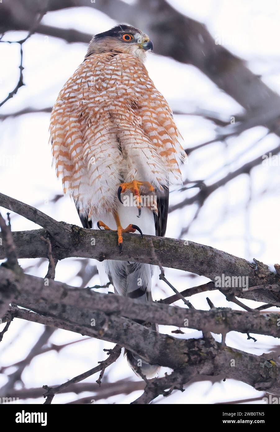 Le faucon de Cooper perché sur une branche d'arbre, Québec, Canada Banque D'Images
