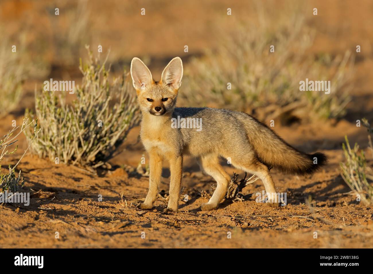 Un renard cap (Vulpes chama) dans la lumière du matin, désert de Kalahari, Afrique du Sud Banque D'Images