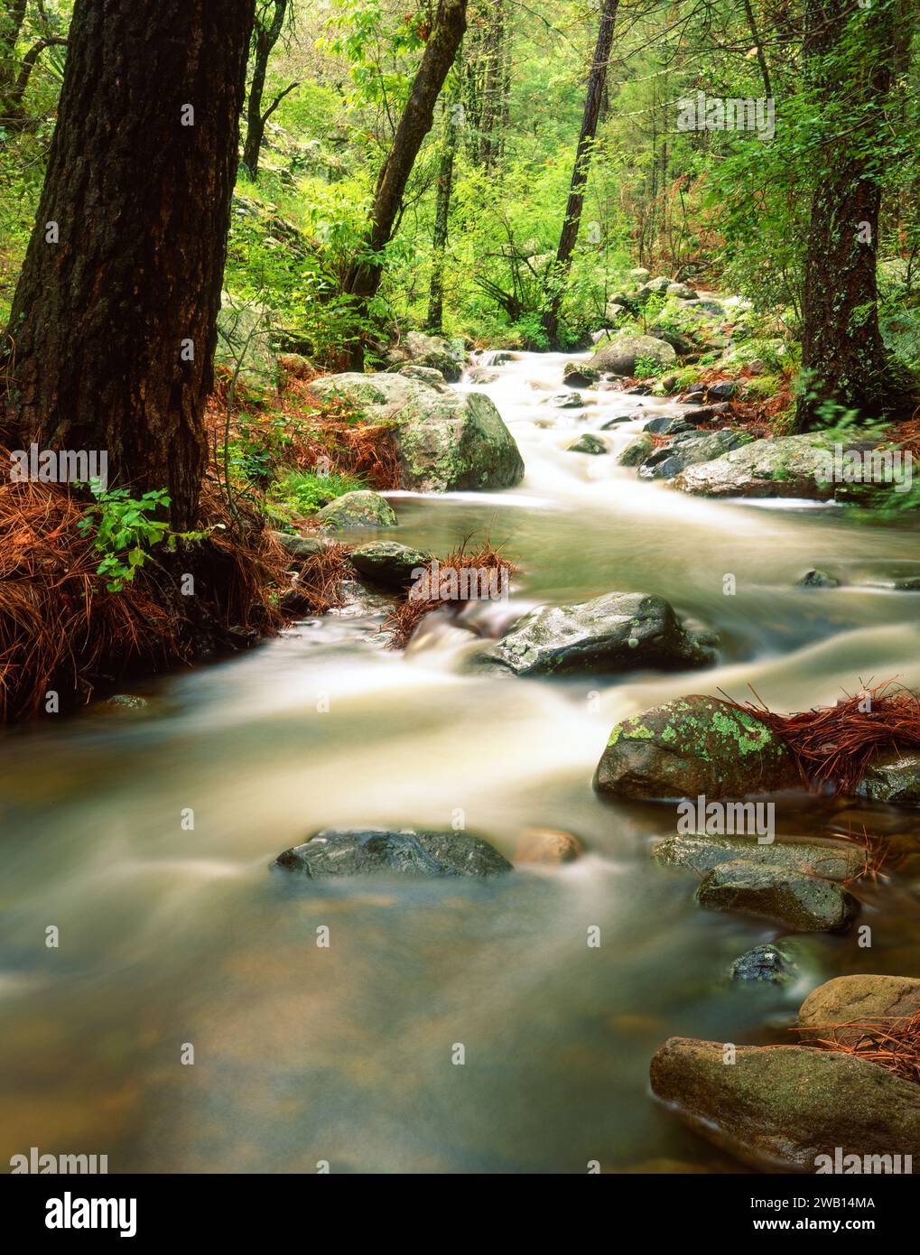 Ash creek dans les montagnes Chiricahua. Arizona Banque D'Images