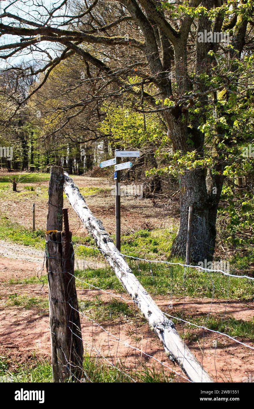 Un jour de printemps près de Hinkelsteinweg, signez sur un sentier pédestre dans la forêt du Palatinat en Allemagne. Banque D'Images