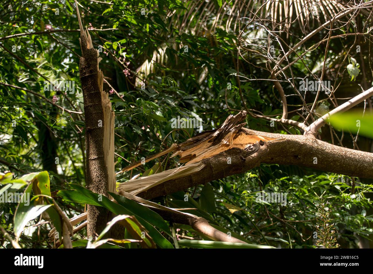 Dommages causés par la tempête par une tornade bizarre sur la forêt tropicale, Tamborine Mountain, Australie. Jour de Noël 2023. Le tronc d'arbre d'eucalyptus grandis s'est cassé quand l'arbre est tombé Banque D'Images