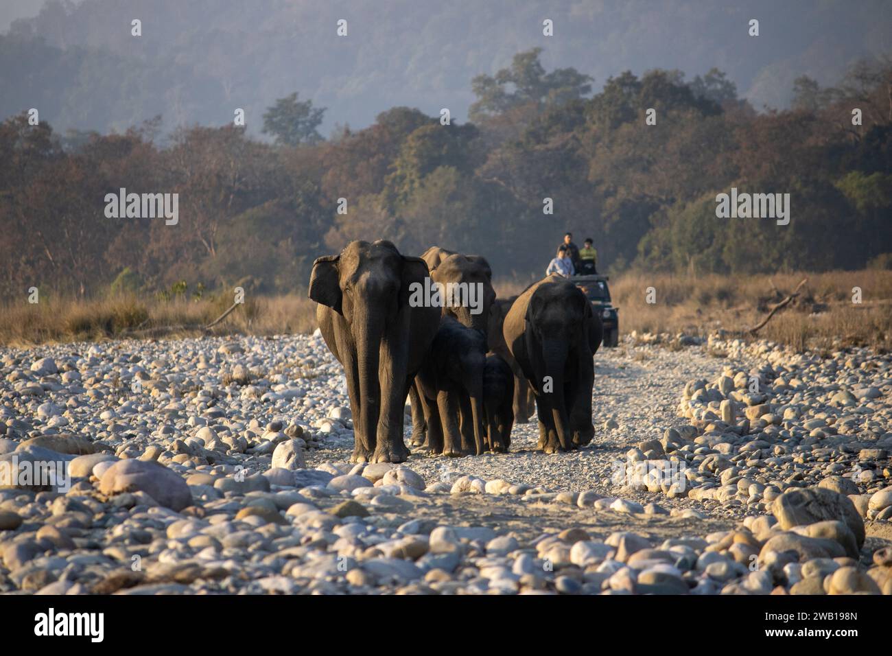 Au cœur du parc national James Corbett, majestueux et sage, les éléphants tissent des contes de nature sauvage grâce.image de haute qualité Banque D'Images