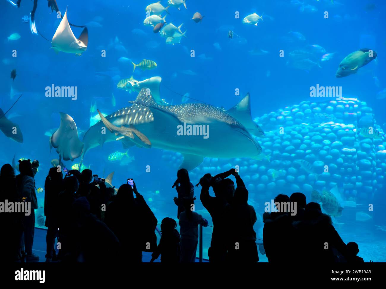 Chimelong Ocean Kingdom, intérieur du plus grand aquarium du monde, Zhuhai, province du Guangdong, Chine. Banque D'Images