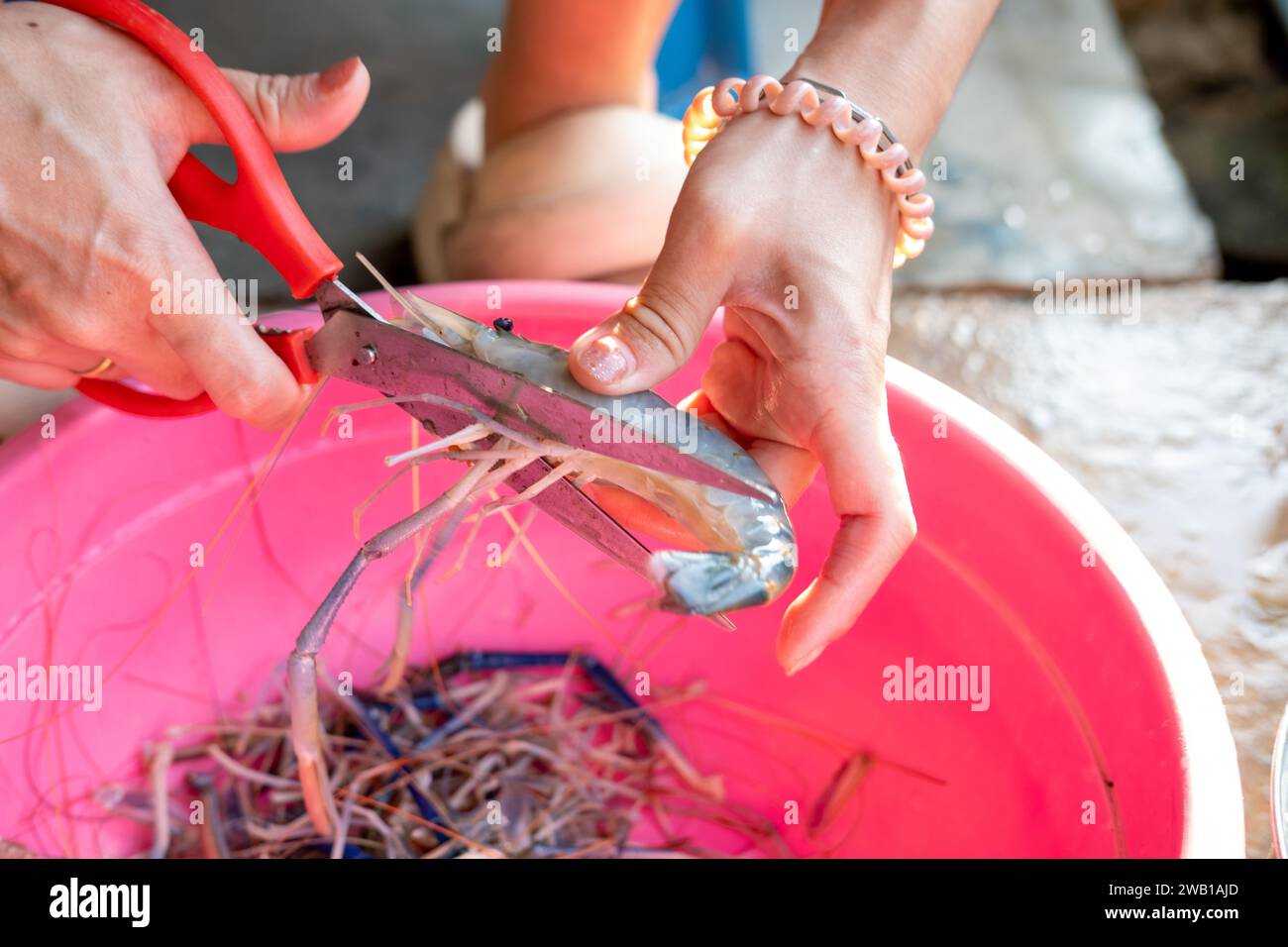 La main d'une femme coupe les tentacules, les bras, les jambes d'une crevette de rivière. Banque D'Images