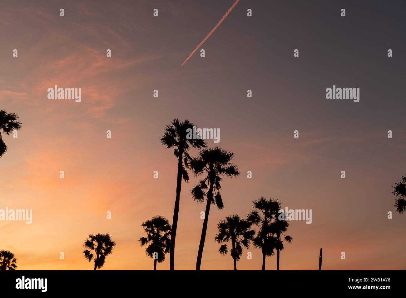 Paysage de lever du soleil avec des palmiers à sucre le matin. Banque D'Images