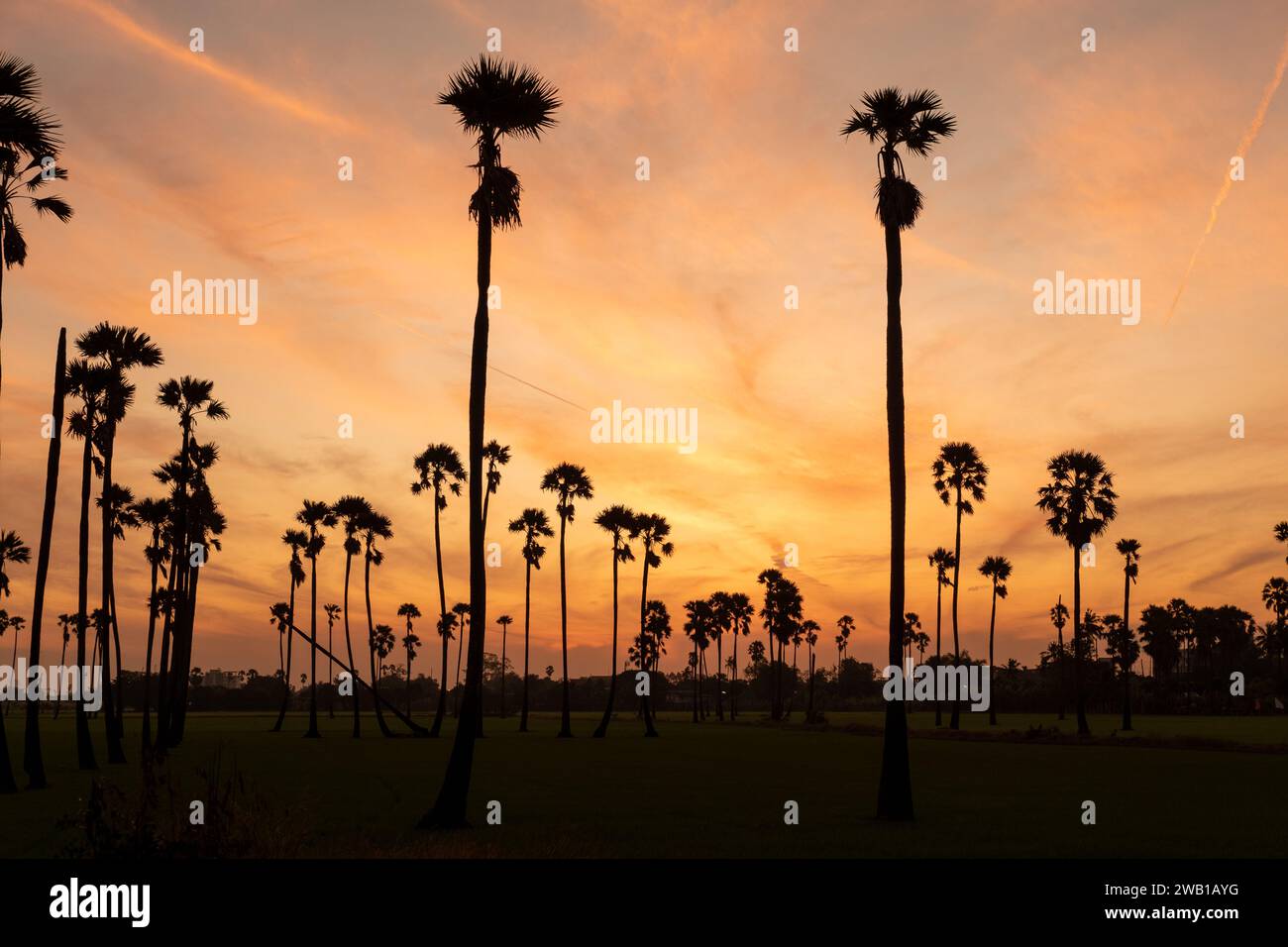 Paysage de lever du soleil avec des palmiers à sucre le matin. Banque D'Images