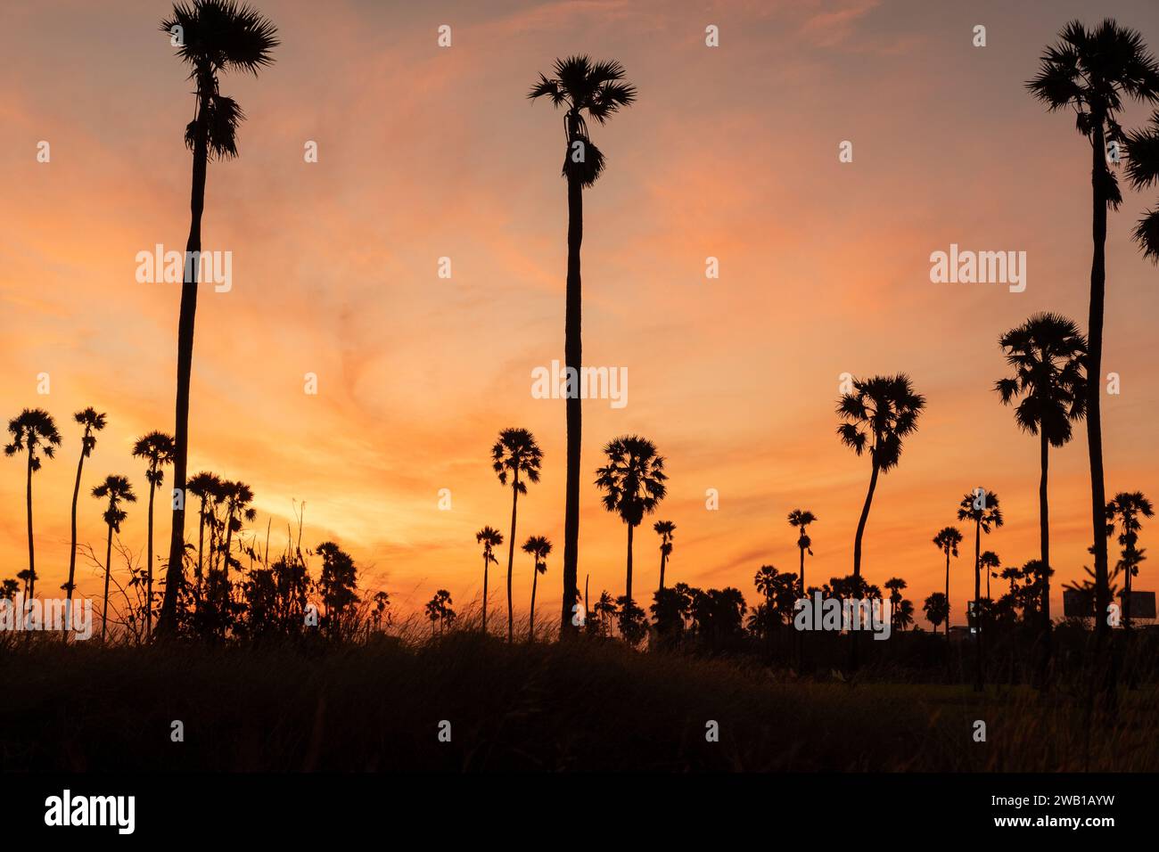 Paysage de lever du soleil avec des palmiers à sucre le matin. Banque D'Images