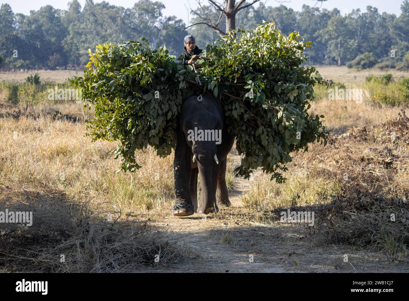 Dehradun,Uttarakhand Inde-août 17 2023- embarquez pour un voyage unique avec les éléphants, forgeant une connexion profonde avec nature.image de haute qualité Banque D'Images