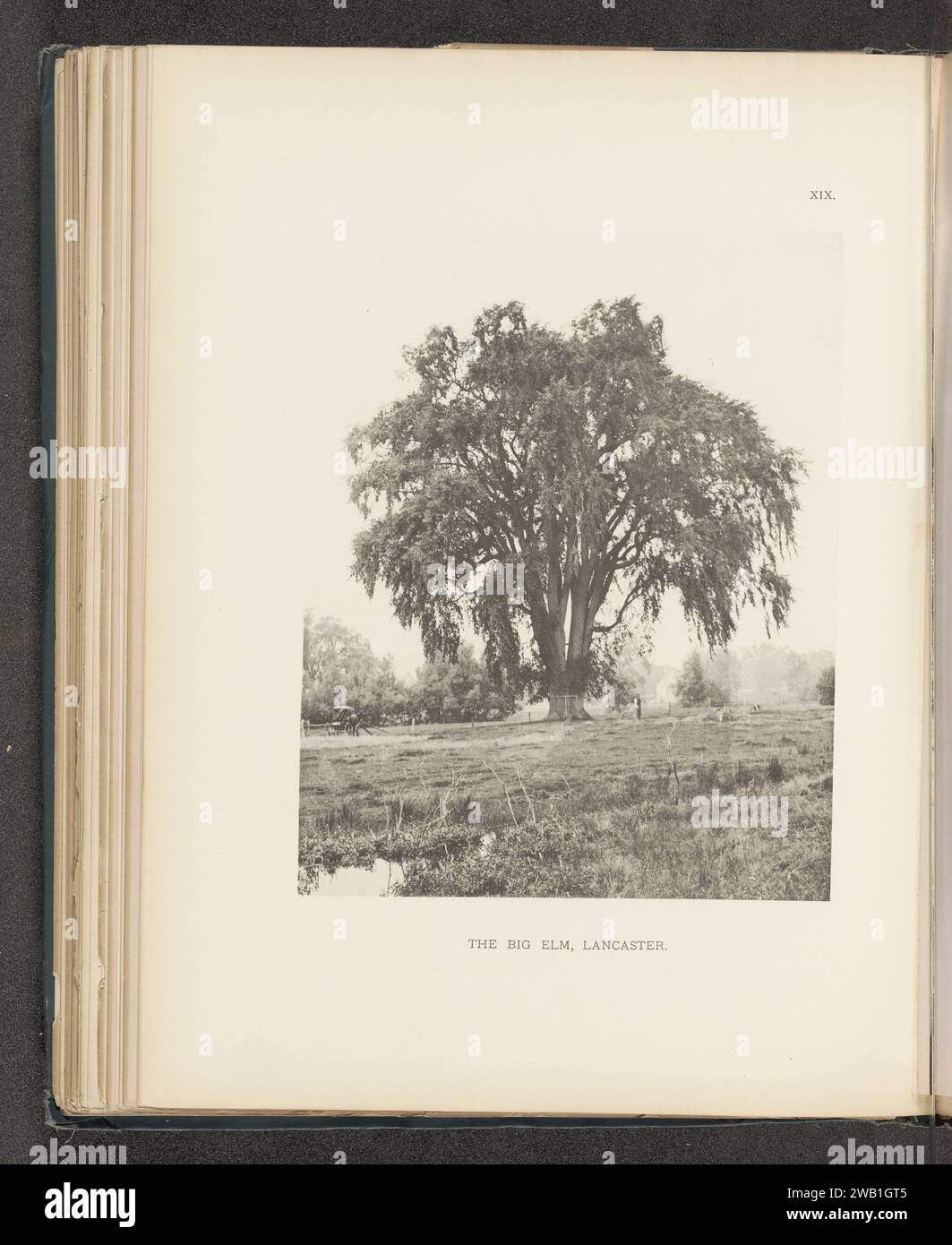 Le grand orme, Lancaster, c. 1880 - en 1890 ou avant l'impression photomécanique LancasterÉtats-Unis d'Amérique papier collotypes arbres : elm. véhicule à quatre roues, tiré par des animaux, p.ex. cabine, voiture, autocar. Prairie, pâturage Lancaster Banque D'Images