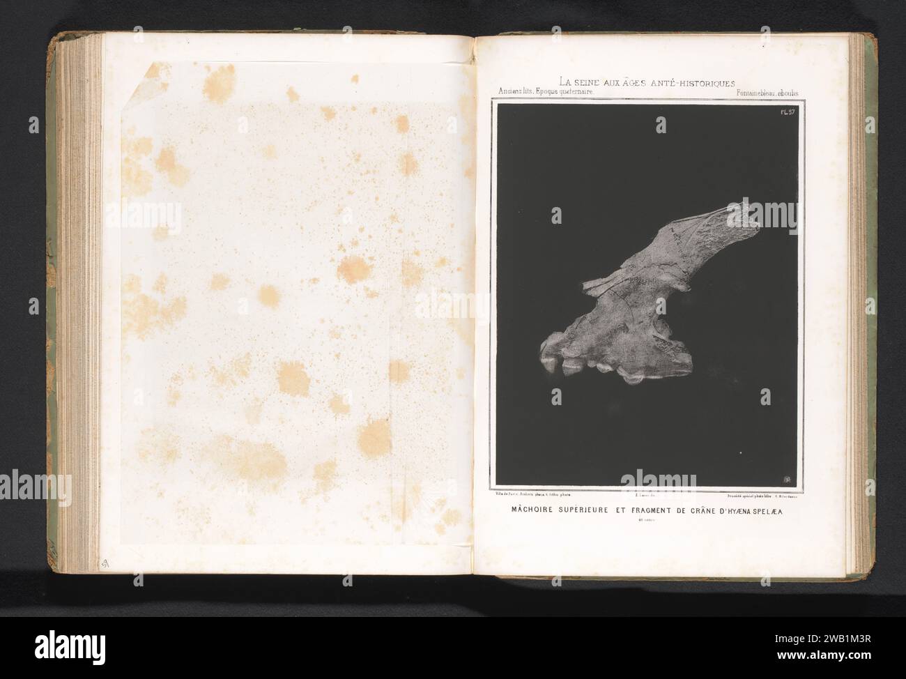 Mâchoire supérieure et partie du crâne d'une hyène de grotte, ville de Paris, c. 1864 - en 1869 ou avant impression photomécanique papier photolithographie mammifères (+ squelette d'un animal) Banque D'Images