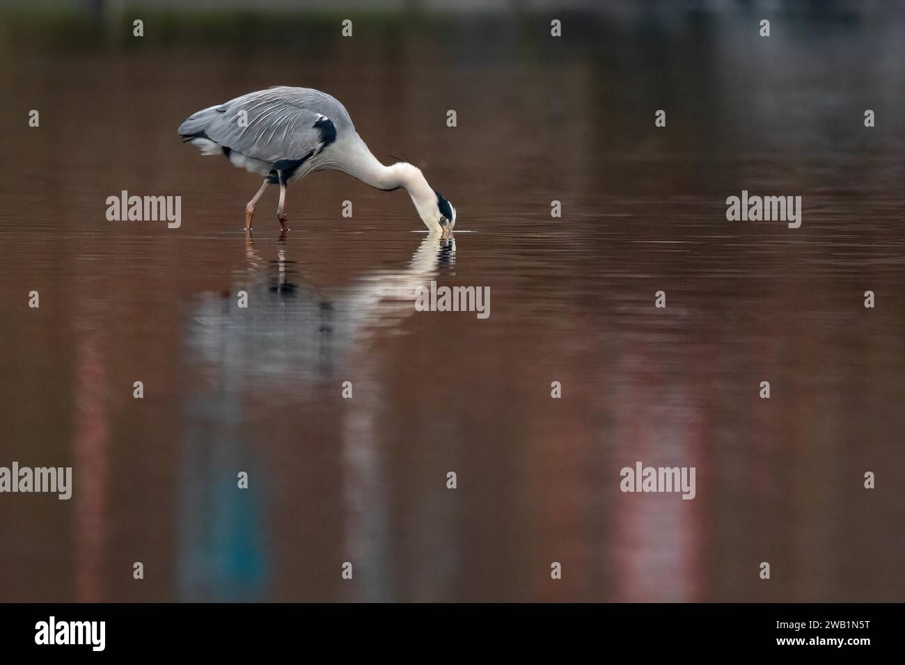 Pêche au héron gris, lac Kemnader, région de la Ruhr, Rhénanie du Nord-Westphalie, Allemagne Banque D'Images