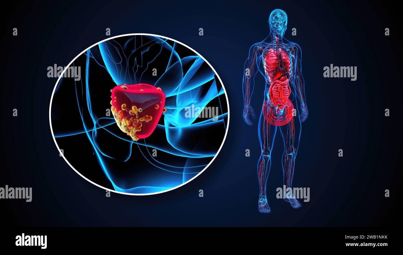 Illustration 3D abstraite 4k de la prostate Banque D'Images
