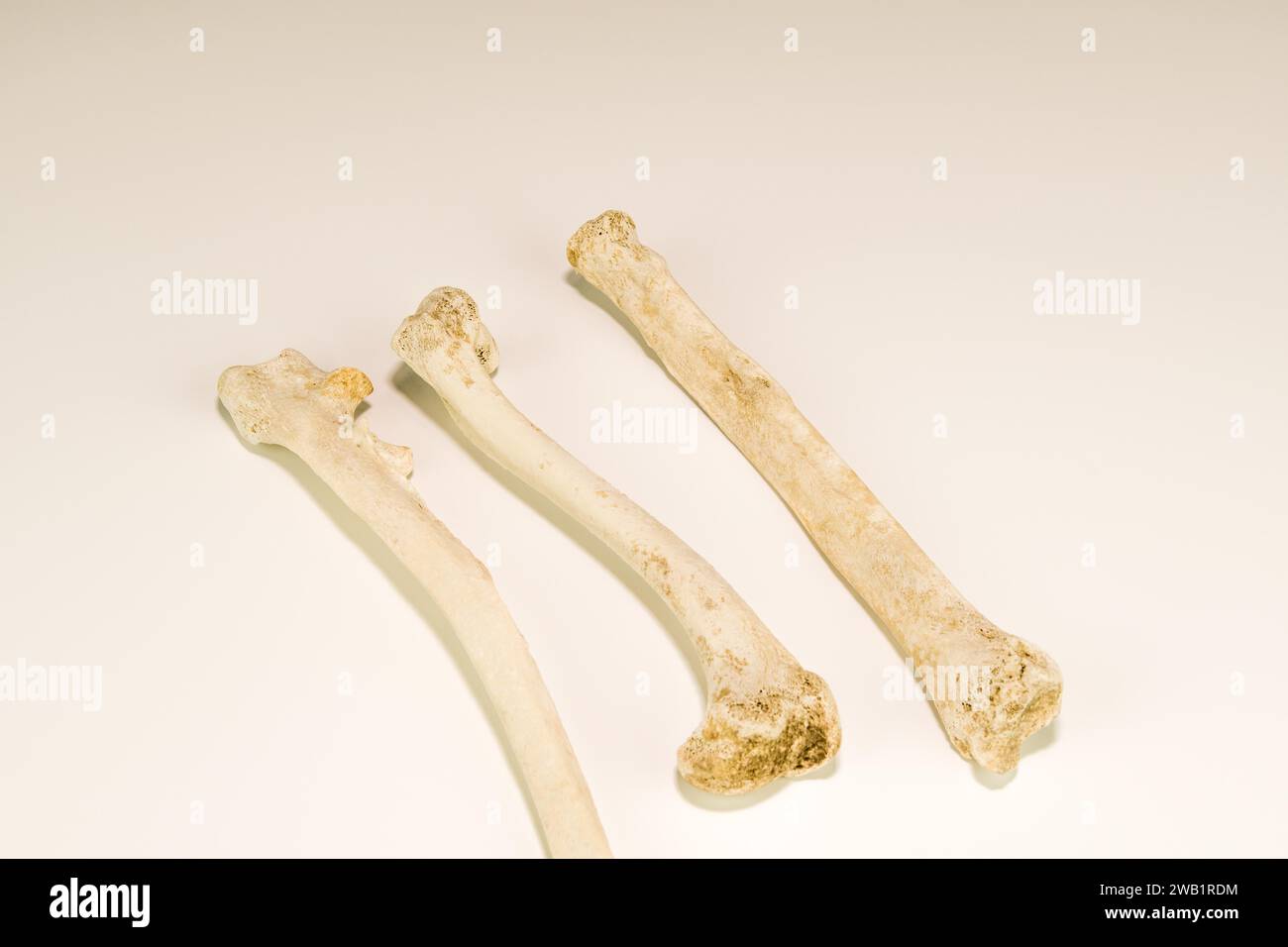 Gros plan de trois os longs d'animal mort isolé sur fond blanc Banque D'Images Gros plan de trois os longs d'animal mort isolé sur fond blanc Banque D'Images