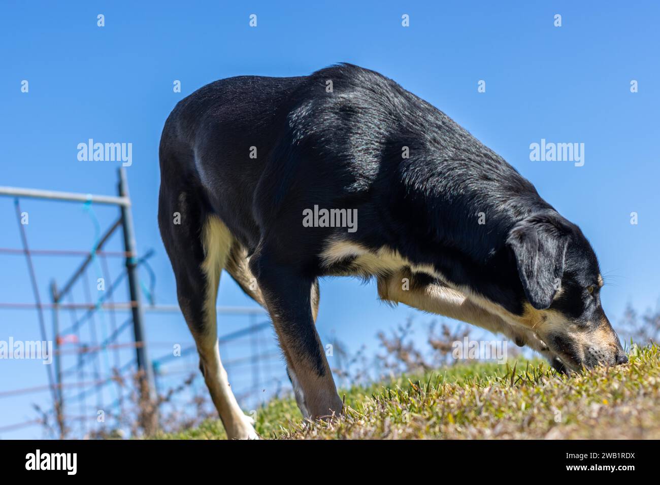 Gros plan d'un chien suivant le sentier et reniflant l'herbe. vue de dessous créative Banque D'Images
