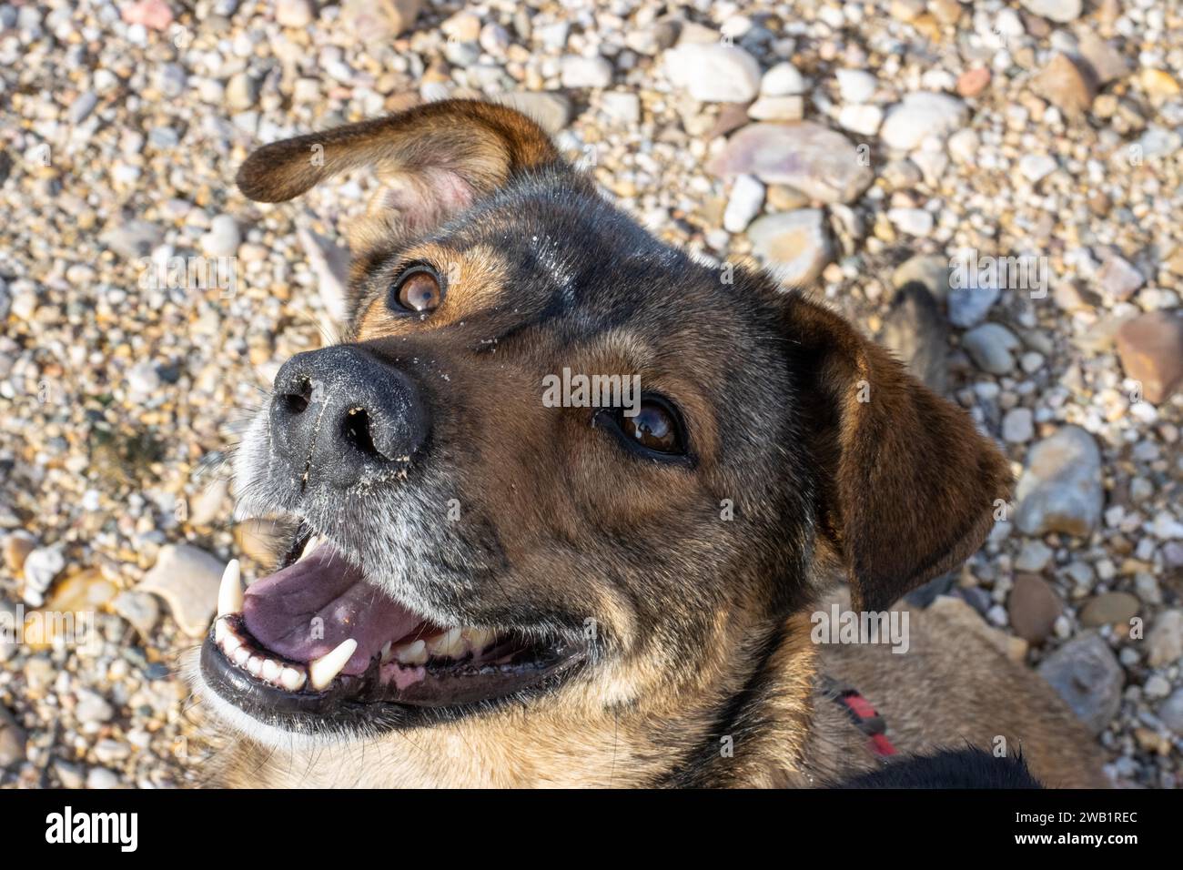 Un joli portrait de chiot câlin mettant en valeur son corps à fourrure et son expression innocente, un animal de compagnie aimé pour tous les amoureux des animaux Banque D'Images