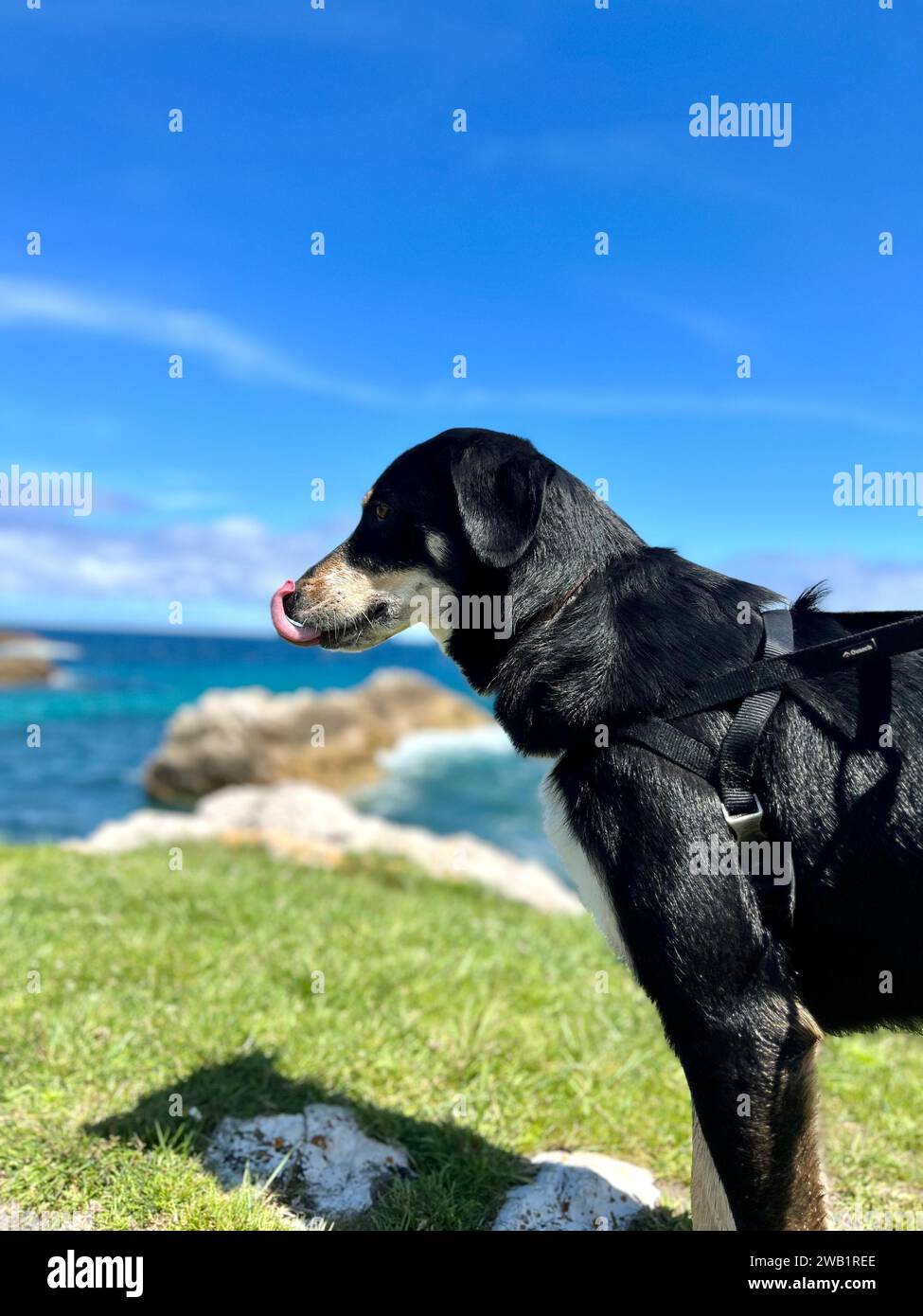 Portrait d'un chien avec la mer en arrière-plan Banque D'Images