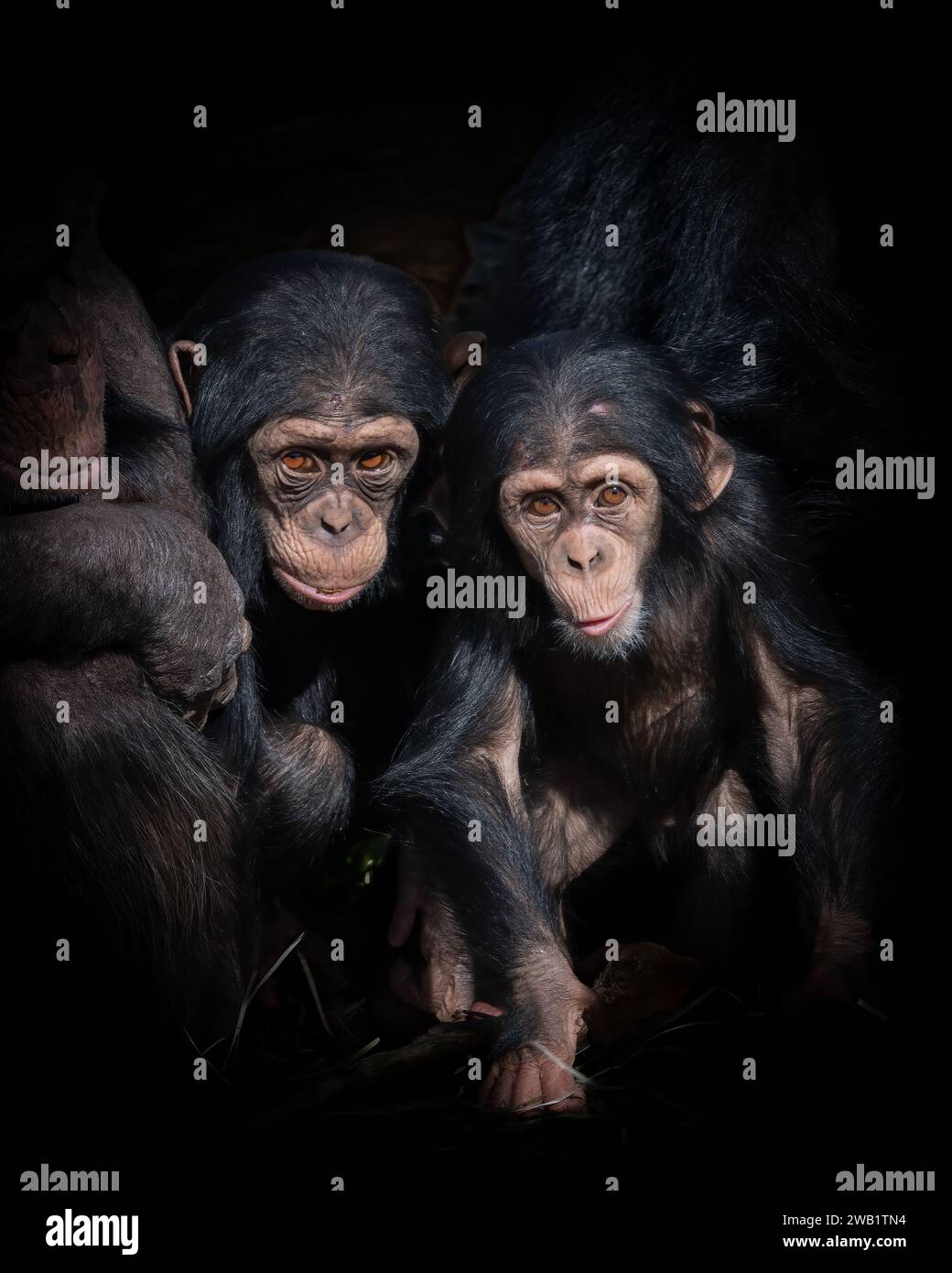 Trois chimpanzés dans un environnement sombre, debout avec leurs mains jointes. Banque D'Images