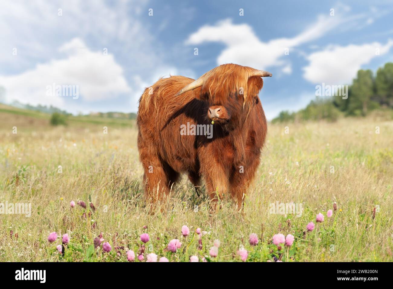 Mignon vache des hautes terres se ferment avec un buttercup dans sa bouche près dans une prairie de fleurs. Banque D'Images