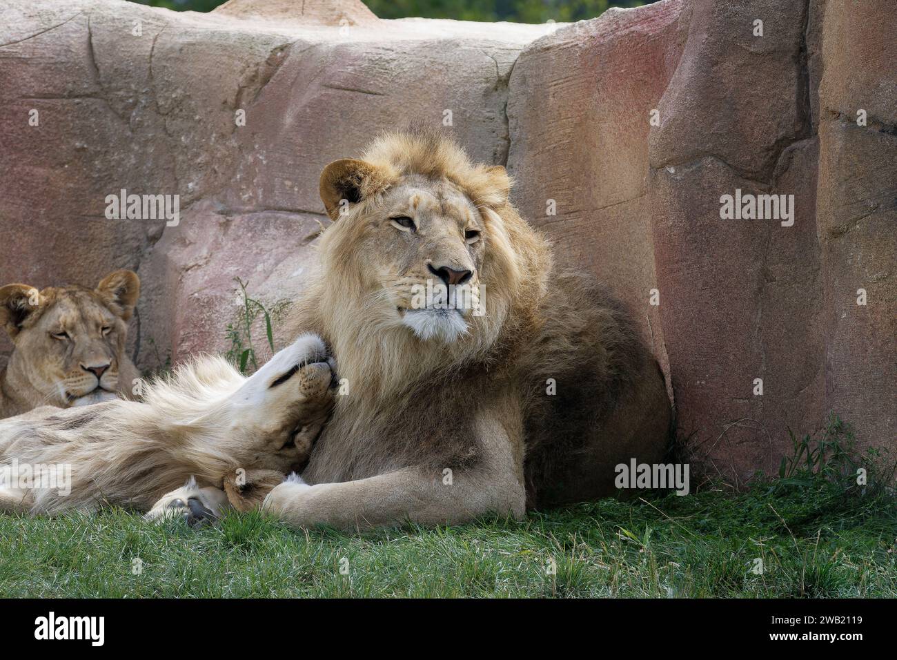 couple de lion et lionne qui se câlinent allongés dans l'herbe Banque D'Images