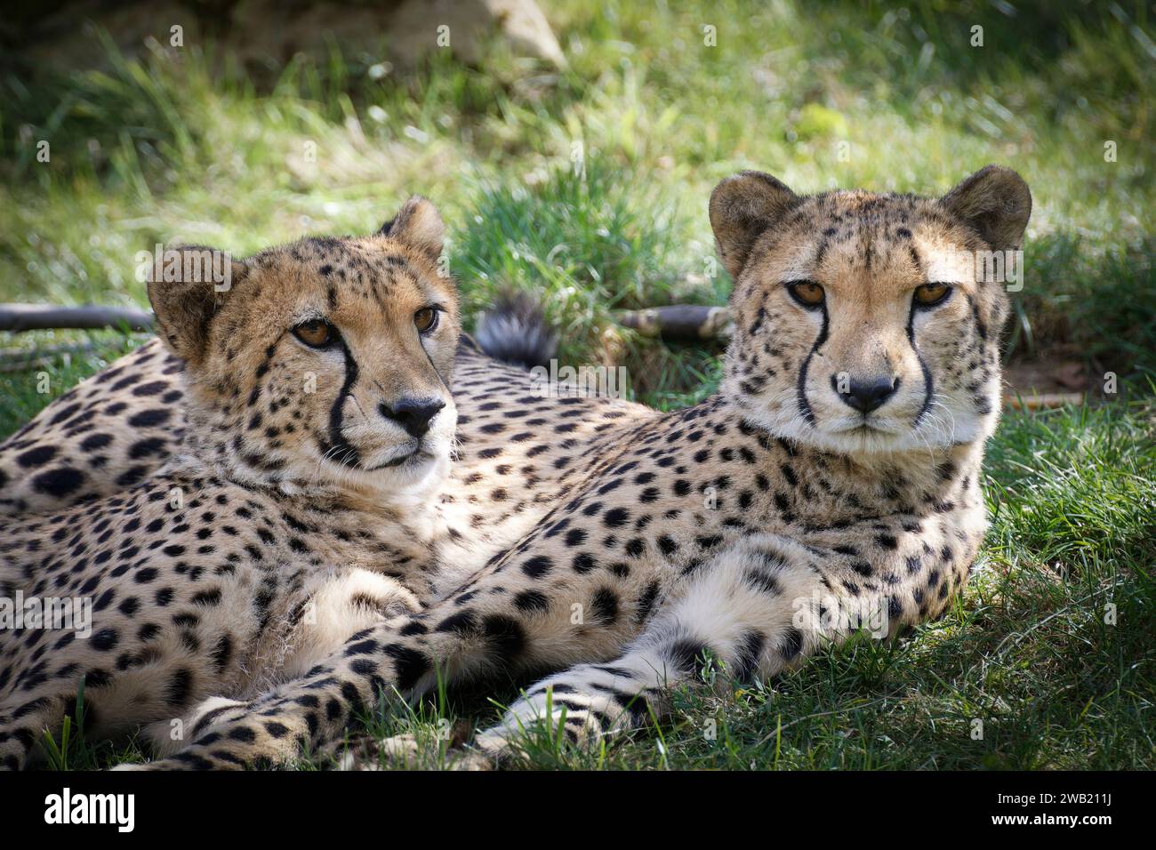 deux guépard allongés dans l'herbe Banque D'Images