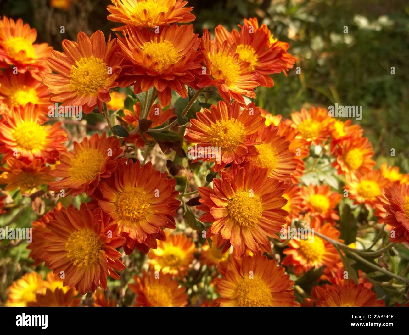 Photographie d'un Chrysanthème ×grandiflorum orange à Ulsan, Corée du Sud. Banque D'Images