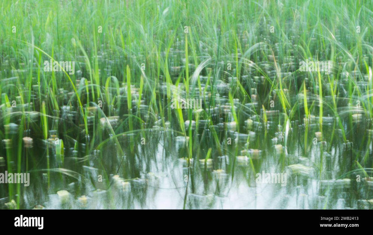 Une photographie d'herbes dans l'eau de pluie à Las Piñas, NCR, Philippines. Banque D'Images