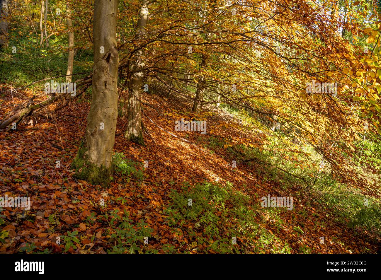 Couleur d'automne à Millington Woods près de Pocklington. Banque D'Images