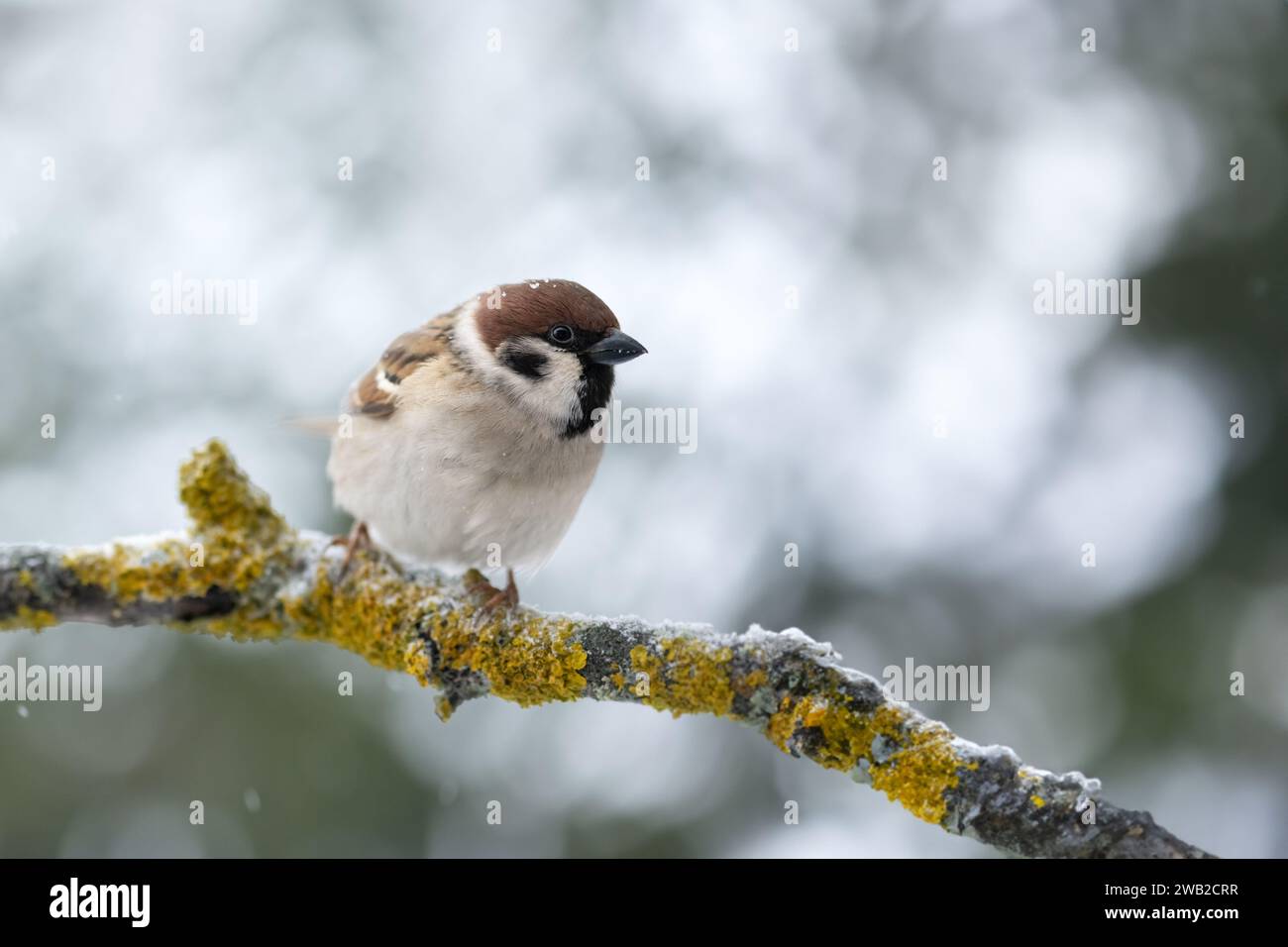 Oiseau mâle Moineau brun sur la brindille d'arbre dans le gros plan d'hiver. Photographie d'oiseaux Banque D'Images