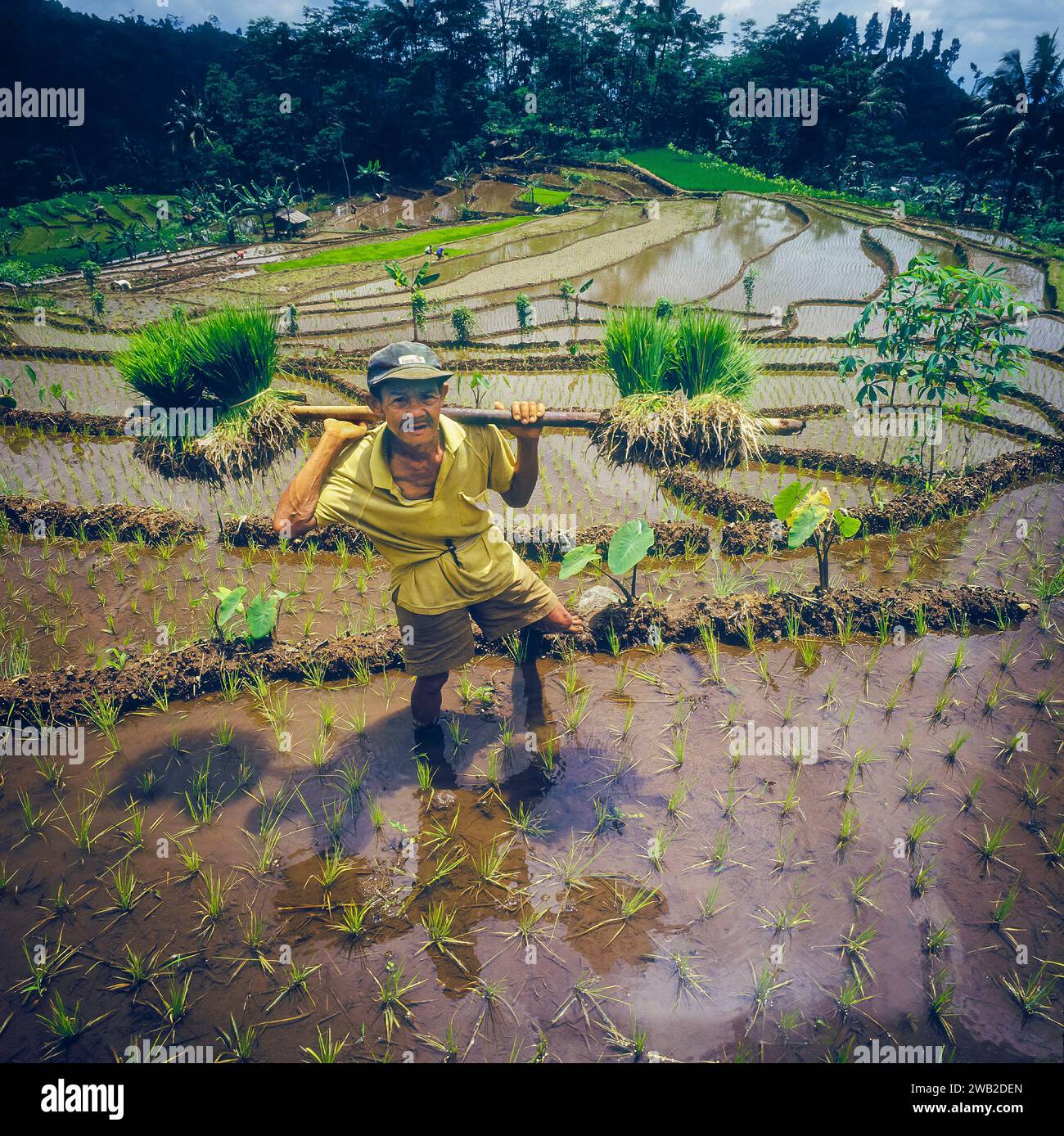 Indonésie, à Java, un homme va planter de nouveaux plants de riz dans une pataugeoire autour de Baduraden. Banque D'Images