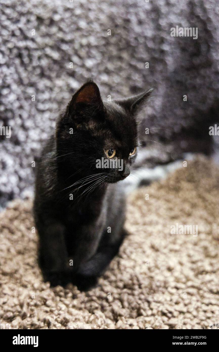 Chaton noir au Java Whiskers Cat Cafe, Londres, Angleterre Banque D'Images