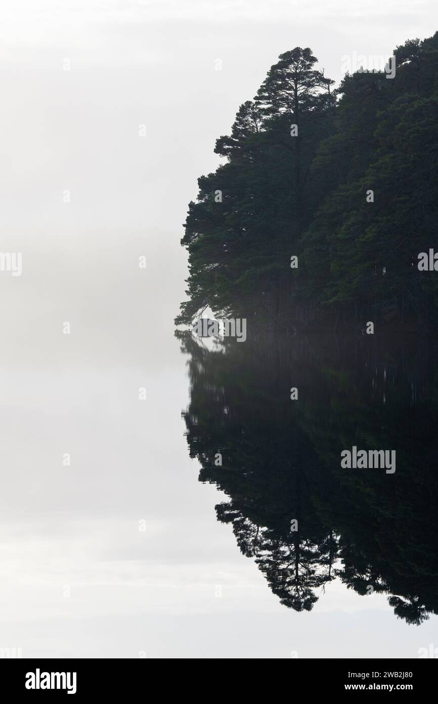 Arbres dans la brume reflétée dans le Loch Garten. Highlands, Écosse Banque D'Images