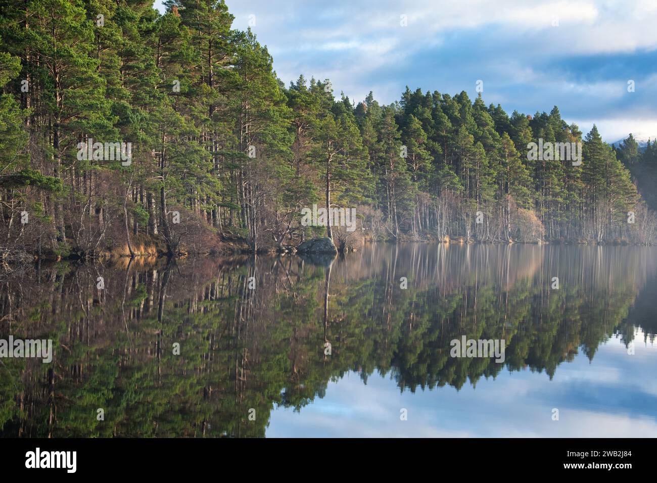 Arbres reflétés dans le Loch Garten. Highlands, Écosse Banque D'Images