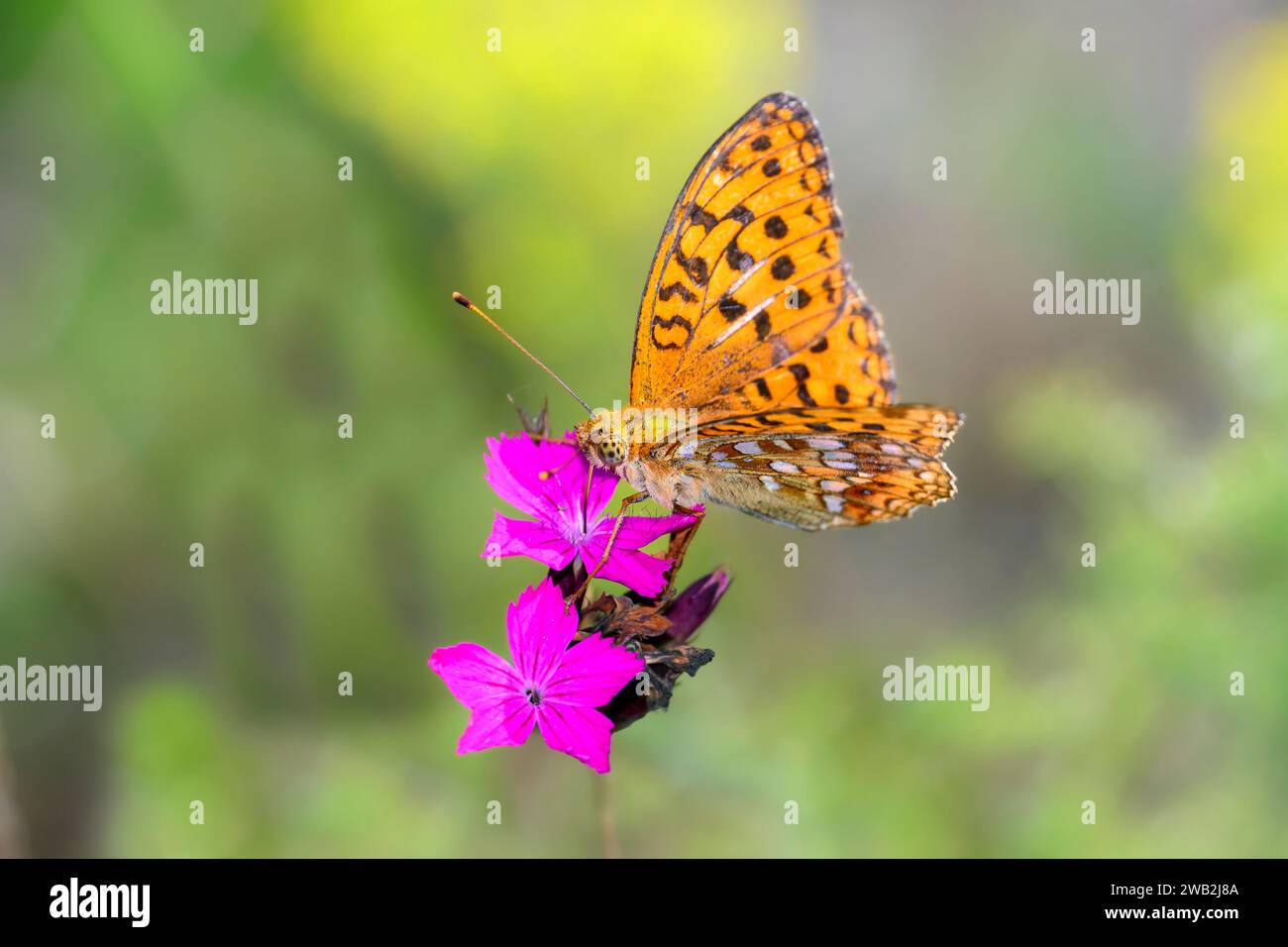 Un Frise brun élevé - Fabriciana adippe - suce avec son nectar de tronc d'une fleur rose carthusienne - Dianthus carthusianorum Banque D'Images