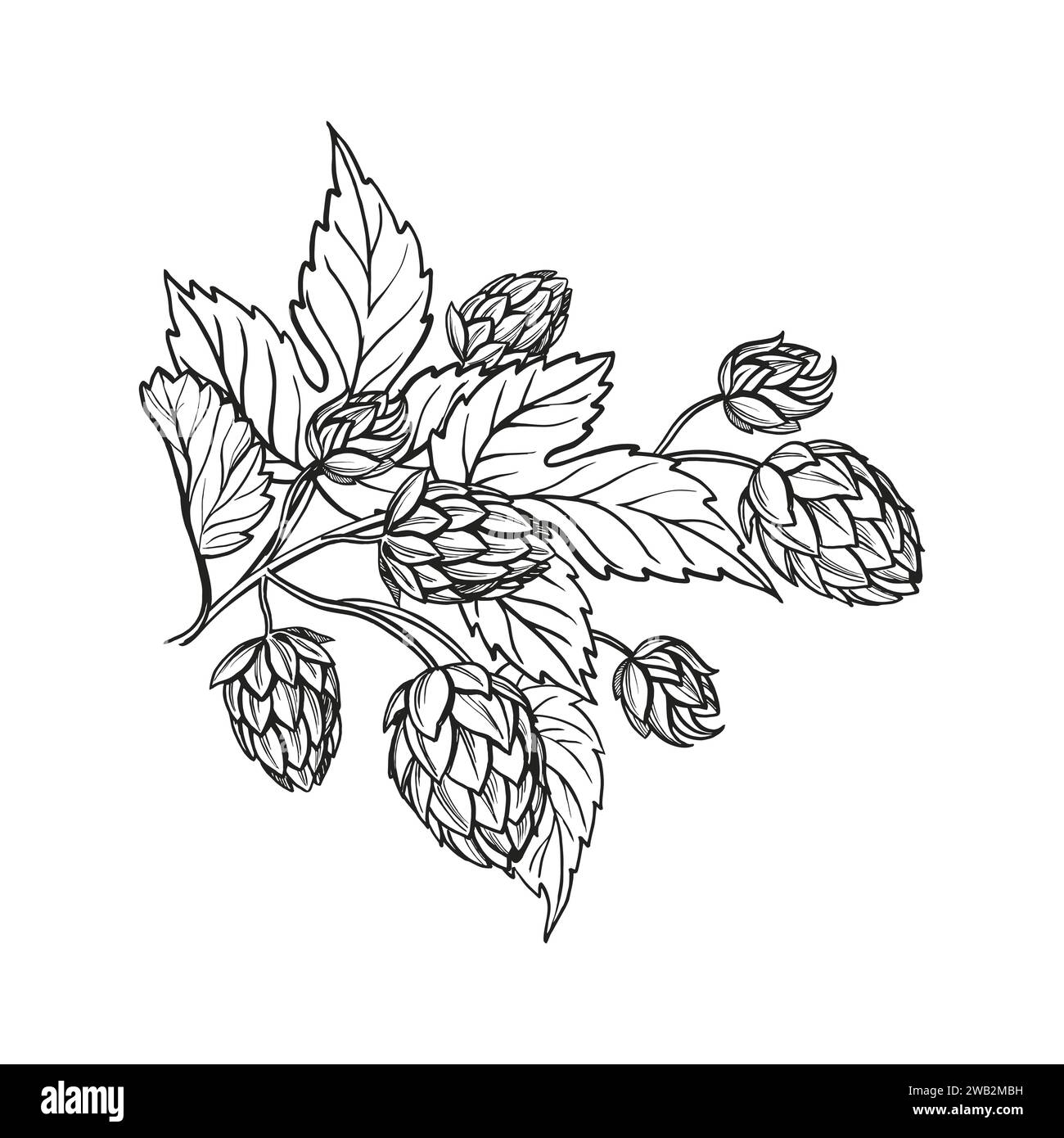 Croquis vectoriel dessiné à la main de plante de houblon avec des feuilles et des bourgeons, ingrédients de bière artisanale, illustration en noir et blanc de branche humulus lupulus, illu encré Illustration de Vecteur