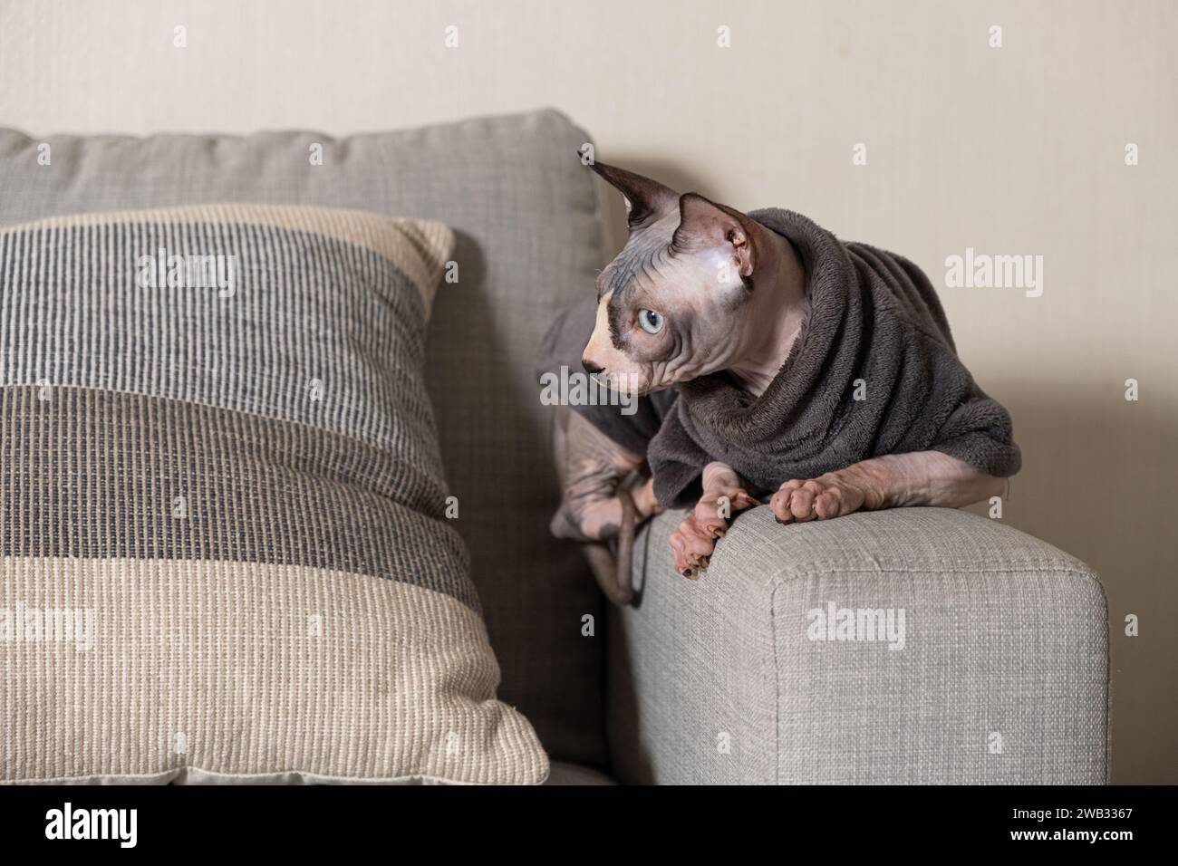 Chat canadien Sphynx dans des vêtements en body gris chaud à la maison. Banque D'Images