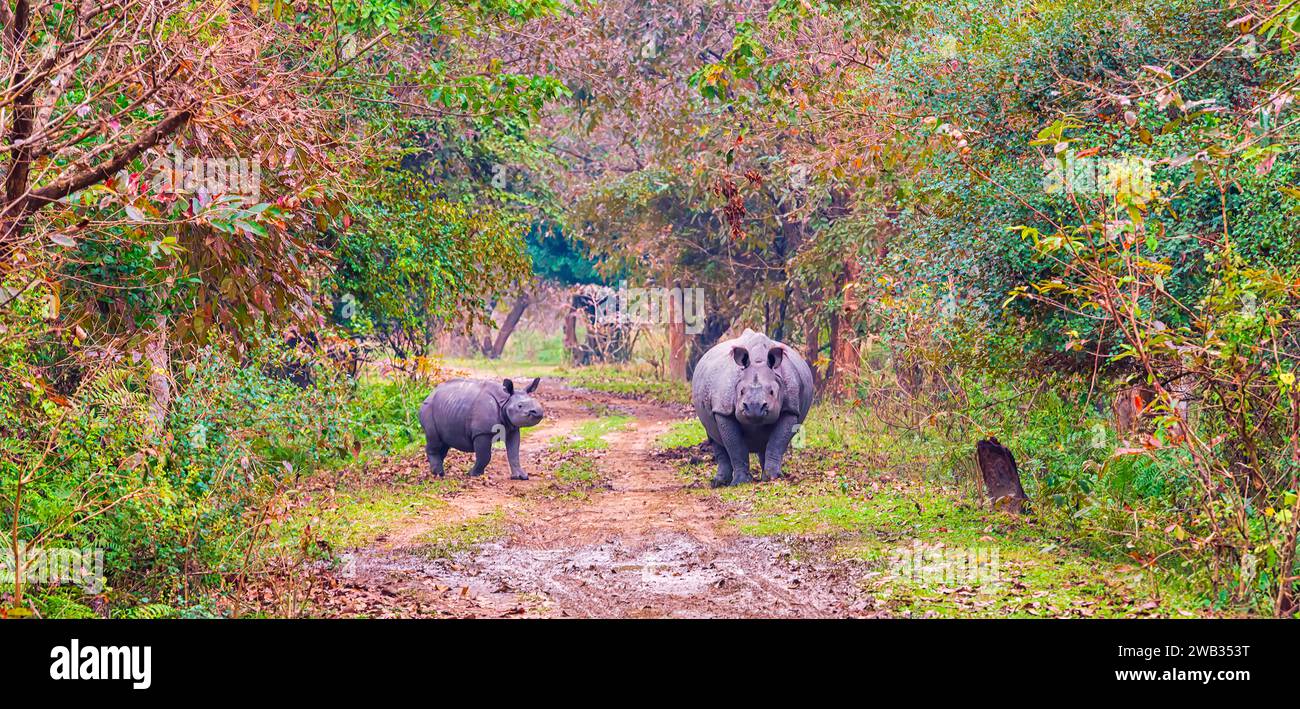 Une grande femelle rhinocéros indien avec son petit traversant une piste de terre à l'intérieur du sanctuaire de la faune de Pobitora dans l'Assam, en Inde. Banque D'Images