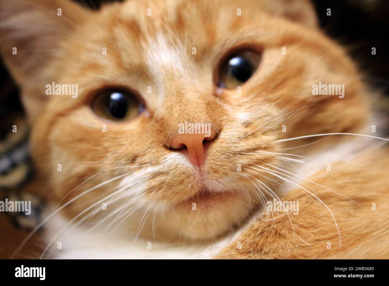 Mignon chat rouge regardant la caméra avec le visage drôle. Gros plan du nez et visage non focalisé. Adorable animal de compagnie. Banque D'Images