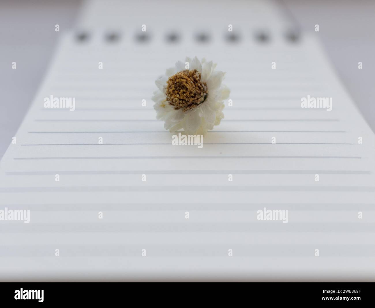 Petite fleur de camomille blanche (camomille) sur cahier ouvert avec fond vierge non focalisé. Nature morte minimale. Concept d'éducation. Banque D'Images