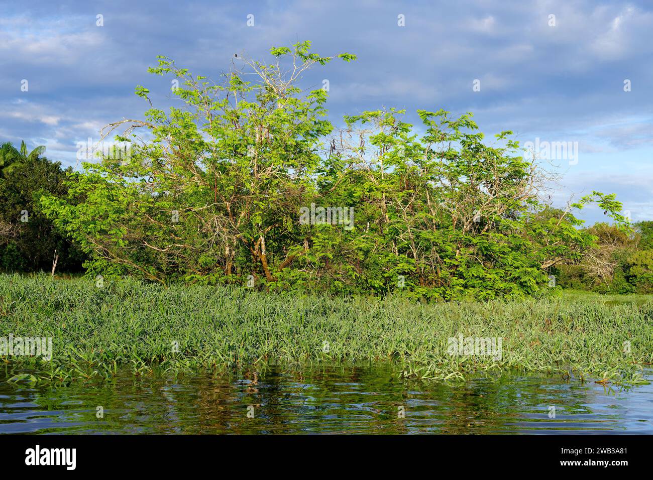Arbres dans la forêt inondée, état d'Amazonas, Brésil Banque D'Images