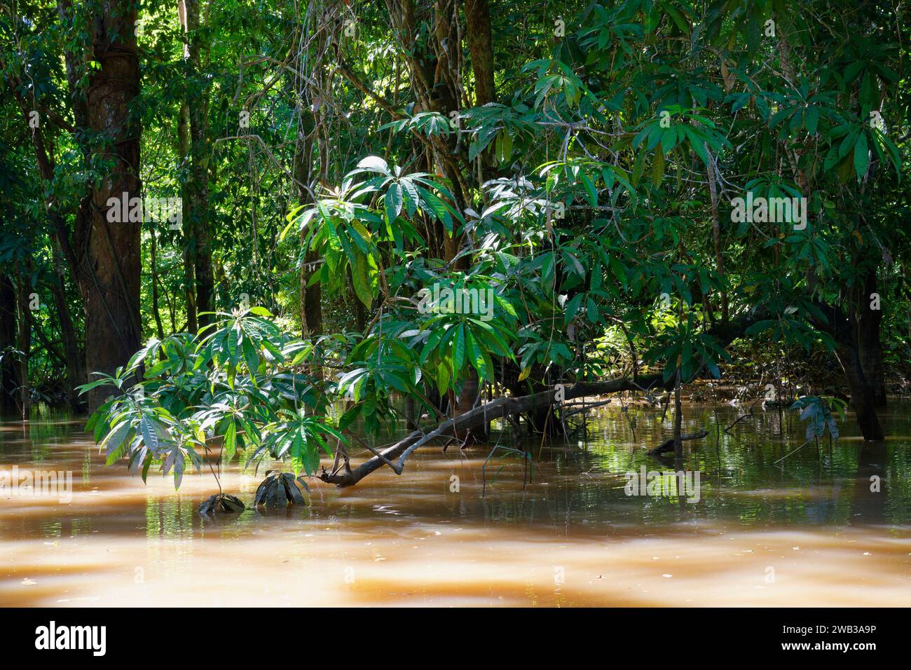 Arbres dans la forêt inondée, état d'Amazonas, Brésil Banque D'Images