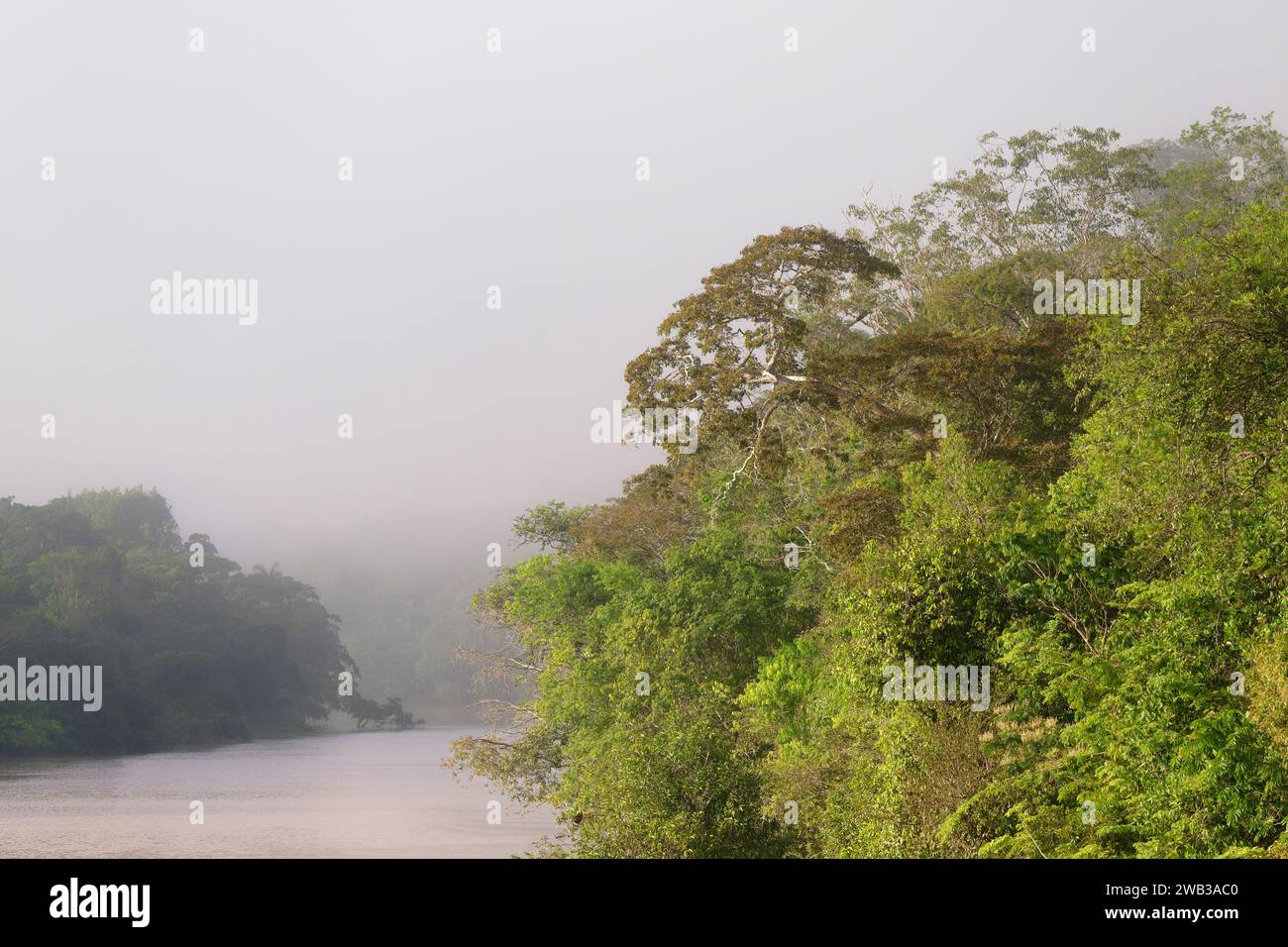 Brouillard matinal sur la rivière Amana, un affluent de l'Amazonie, état d'Amazonas, Brésil Banque D'Images