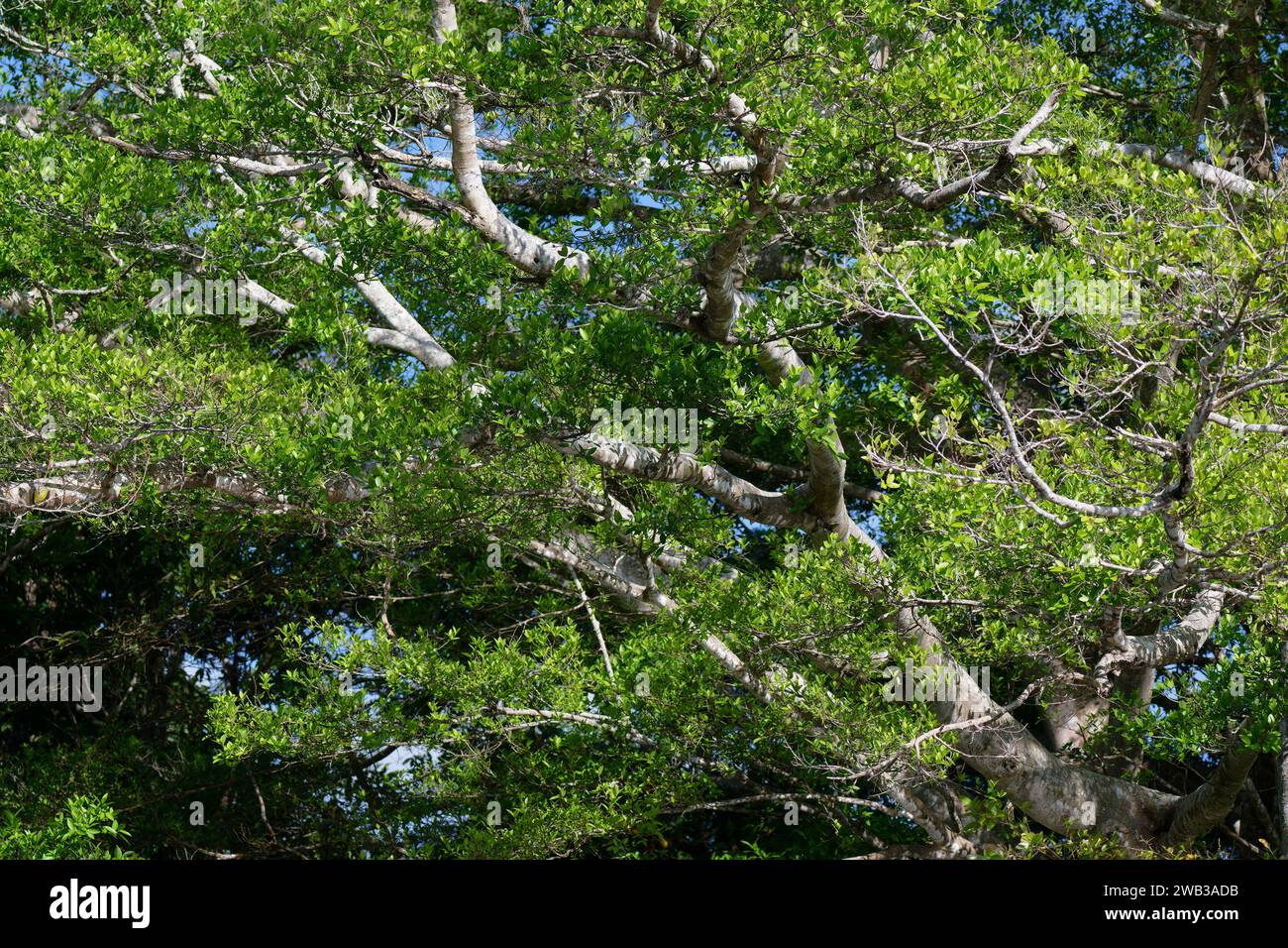 Figuier géant, Ficus, état d'Amazonas, Brésil Banque D'Images
