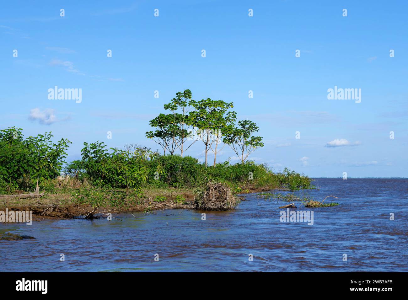 Forêt inondée sur la lagune d'Itapicuru, État de Para, Brésil Banque D'Images