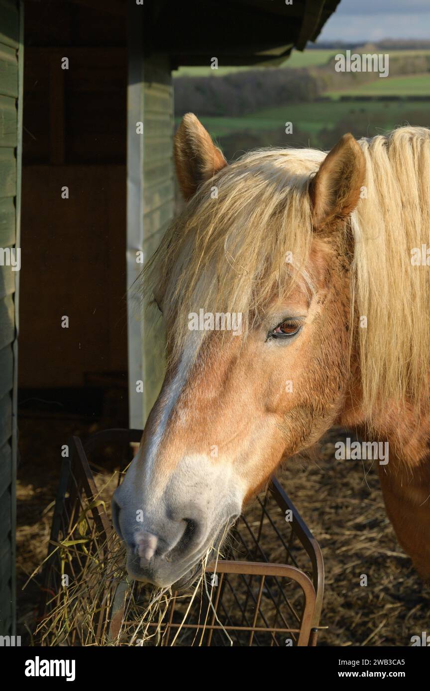 Gros plan d'un poney Haflinger mangeant du foin le jour d'hiver Angleterre Banque D'Images