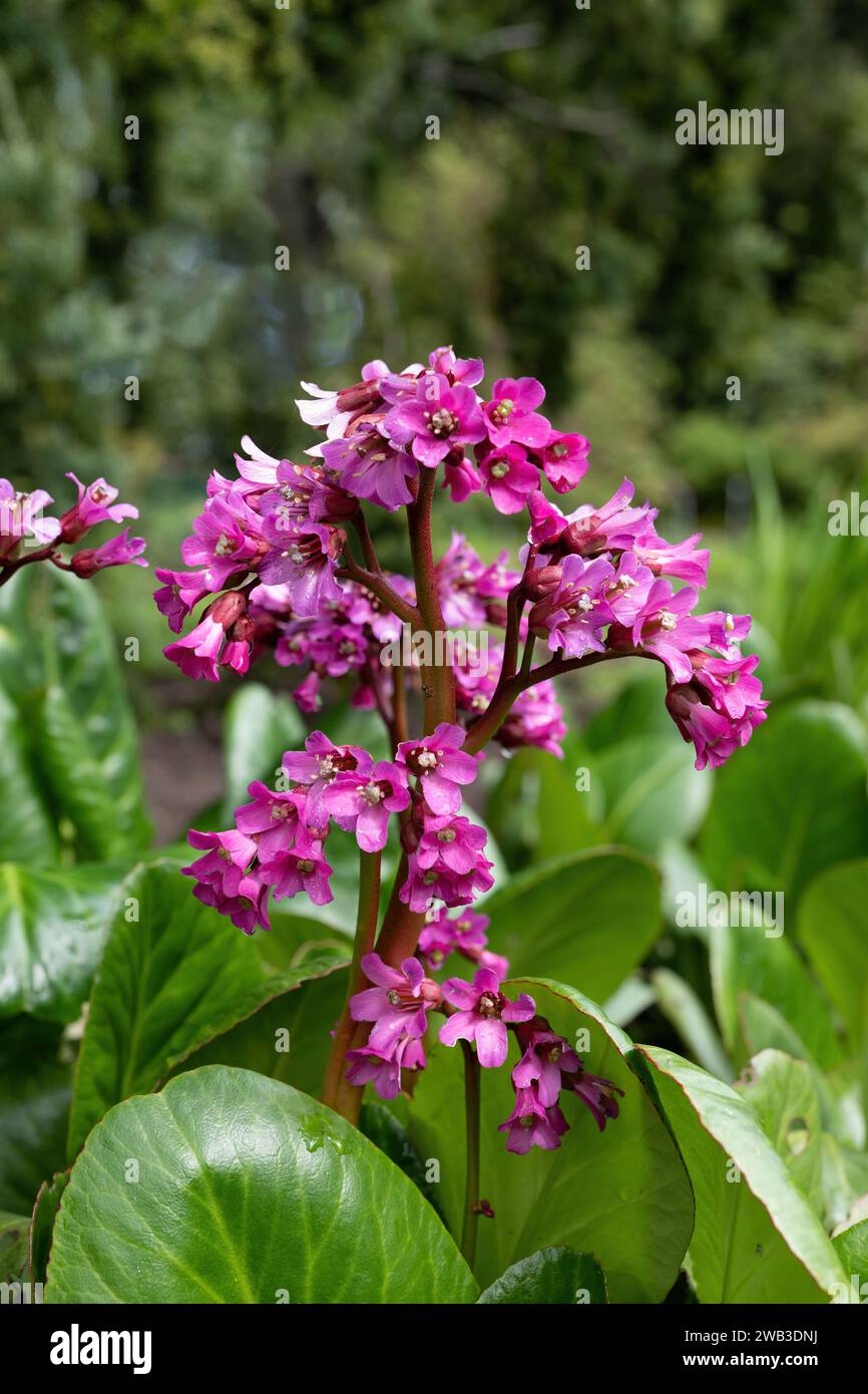 Fleurs de Bergenia purpurascens, la bergenia pourpre, plante à fleurs de la famille des Saxifragaceae, région indigène : l'Himalaya, Chine occidentale. Banque D'Images