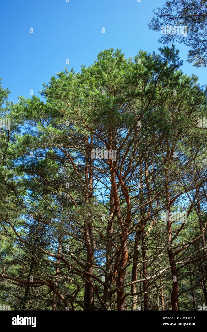 Vue de dessous de grands vieux arbres dans la forêt primitive à feuilles persistantes de la réserve naturelle. Broche de Courlande, russie. Ciel bleu en arrière-plan Banque D'Images