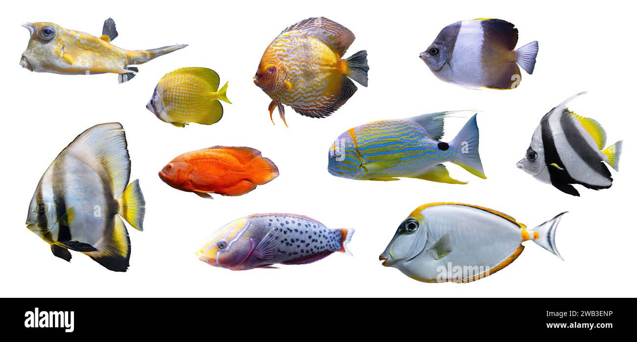 Collection tropicale de poissons colorés isolé sur fond blanc. Ensemble de différents poissons d'aquarium, vie sous-marine, organisme aquatique, animal de compagnie. Banque D'Images