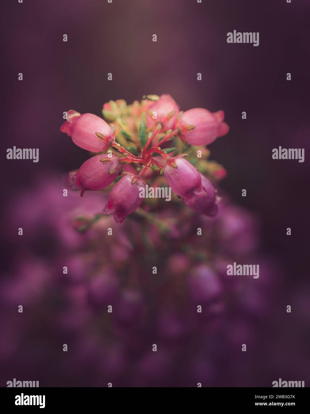 Bell Heather. Une espèce de landes. Petite plante sauvage mais très mignonne. Banque D'Images